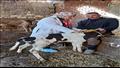 تحصين 187 ألفا و606 رؤوس ماشية ضد الجلد العقدي وجدري الأغنام بالشرقية (صور)