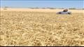حصاد القمح بمطروح 