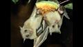 بالصور: خفاش الفاكهة المصري.. من هذا الكهف سيأتي أكثر الأمراض فتكا