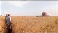 بالصور- بدء موسم حصاد القمح بواحة الفرافرة في الوادي الجديد