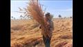 حصاد محصول القمح (2)