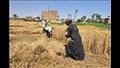 حصاد محصول القمح (6)