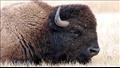 حيوان البيسون تعرض لعملية إبادة على يد الأمريكيين 