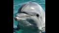 الدلافين قارورية الأنف.. لديها ضمير