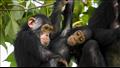 الشمبانزي.. يختار أصدقاءه ويقبل ويصفق