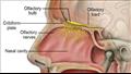 تشريح الأنف من الداخل.. الإنسان يميز بين تريليون رائحة