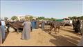  أسعار الأضاحي في أسواق الماشية بالأقصر