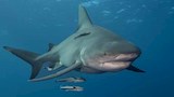 أسماك القرش الثور.. عدو البشر