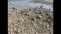 صور وفيديو– انحسار المياه يصل شواطئ مدينة طور سيناء وظهور الشعاب المتحجرة