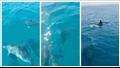 ظهورها يُنعش السياحة البحرية.. دلافين تتراقص فى طور سيناء (صور)