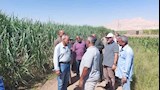 وفد وزارة الزراعة يتابع الجهود المبذولة في مكافحة الآفات بالأقصر (5)