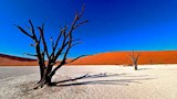 ديد فلي – ناميبيا