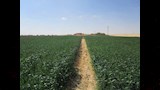 "إيجيبت كلاي".. مشروع مصري يعيد للتربة الرملية أنفاسها (صور)