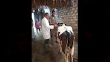 حملات تحصين الماشية ضد الامراض الوبائية باسيوط (1)