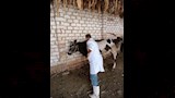 حملات تحصين الماشية ضد الامراض الوبائية باسيوط (4)