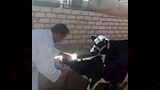 حملات تحصين الماشية ضد الامراض الوبائية باسيوط (2)