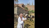 حملات تحصين الماشية ضد الامراض الوبائية باسيوط (10)