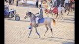 سباقات الخيول بمهرجان الوادي الجديد (3)