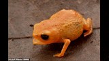 61983-اكتشاف-ضفدع-برتقالى
