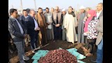 من بردنوها إلى الأسواق العالمية.. محافظ المنيا يشهد حصاد محصول البطاطس