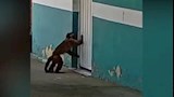 واقعة غريبة في البرازيل.. قرد يرعب السكان ويهاجمهم بسكين (فيديو وصور)