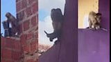 واقعة غريبة في البرازيل.. قرد يرعب السكان ويهاجمهم بسكين (فيديو وصور)