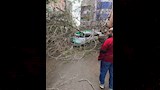 سقوط شجرة على سيارة