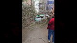 سقوط شجرة على سيارة