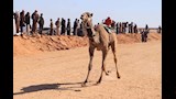 بالصور- انطلاق مهرجان الإسماعيلية لسباق الهجن بمشاركة 3 دول عربية