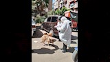 حملة تحصين كلاب الشوارع (3)