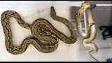 العثور على ثعبان ضخم3