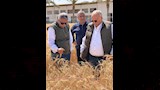 موسم حصاد القمح في جنوب سيناء ويشيد بالنتائج