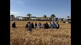 موسم حصاد القمح في جنوب سيناء ويشيد بالنتائج