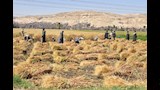 موسم حصاد القمح (2)
