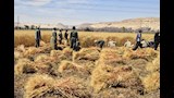 موسم حصاد القمح (13)