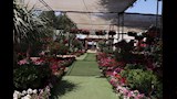 معرض الزهور بالمتحف الزراعي بالدقي (16)