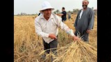 احتفال المزارعين بحصاد محصول القمح في بورسعيد