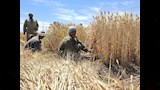 حصاد القمح 