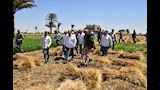 محافظ أسيوط يتابع توريد وحصاد القمح  (3)