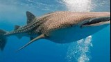 القرش الحوتي