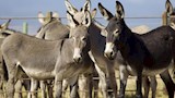 هل فقدت الثروة الحيوانية في مصر 2 مليون حمار بسبب 