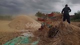 حصاد القمح في كفر الشيخ (6)