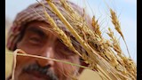 موسم حصاد القمح في الإسماعيلية