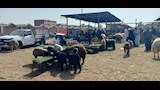 سوق الاغنام بالسويس