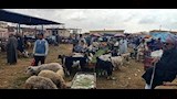 العربان يقبلون على الاغنام الصغيرة لشرائها قبل العيد بشهور