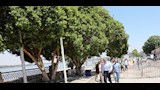 محافظ أسوان يتابع تطوير كورنيش النيل (5)