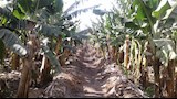 العثور على جثة داخل زراعات الموز