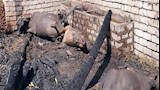 نفوق 4 رؤوس ماشية في حريق بالمنيا
