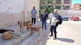 تطعيم الكلاب الضالة ضد السعار في الإسكندرية (2)