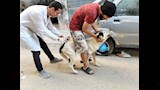 تطعيم الكلاب الضالة ضد السعار في الإسكندرية (1)